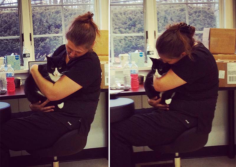 Cat Veterinary Care, Bedford