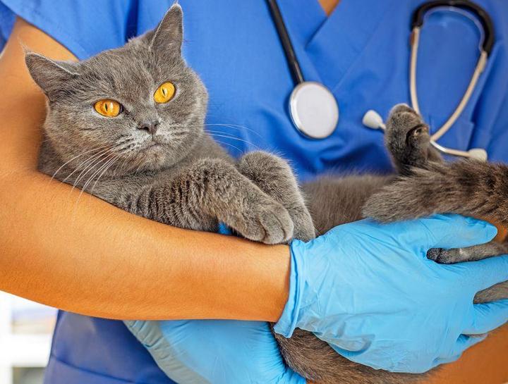 Preventive Care for Cats